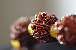 金刚菩提子