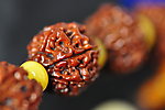金刚菩提子