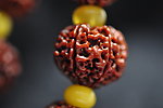 金刚菩提子