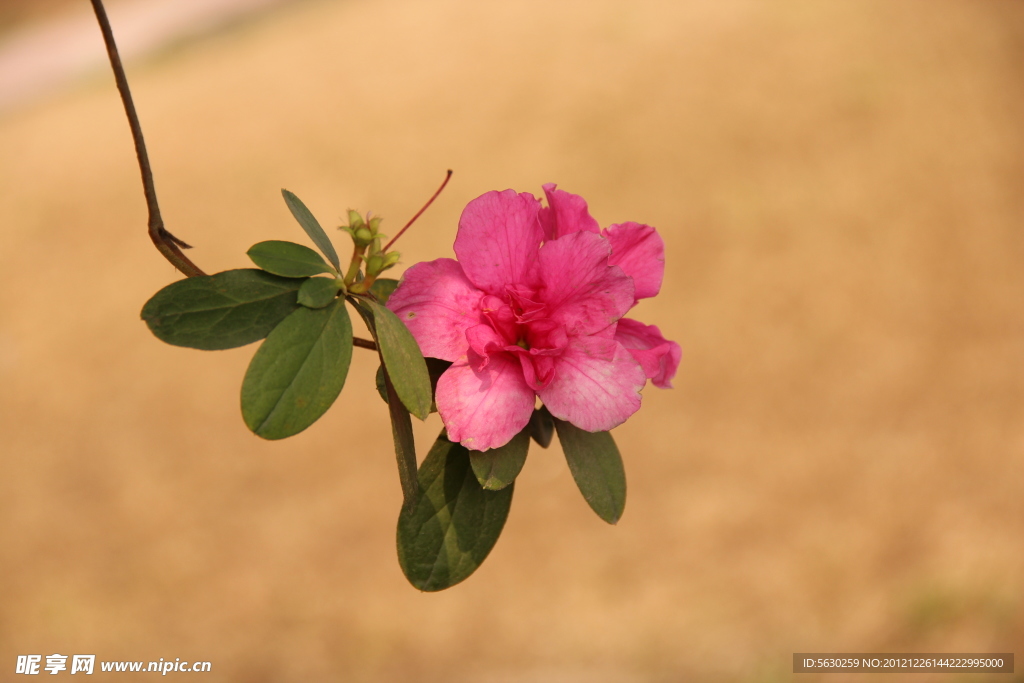 花 海棠花