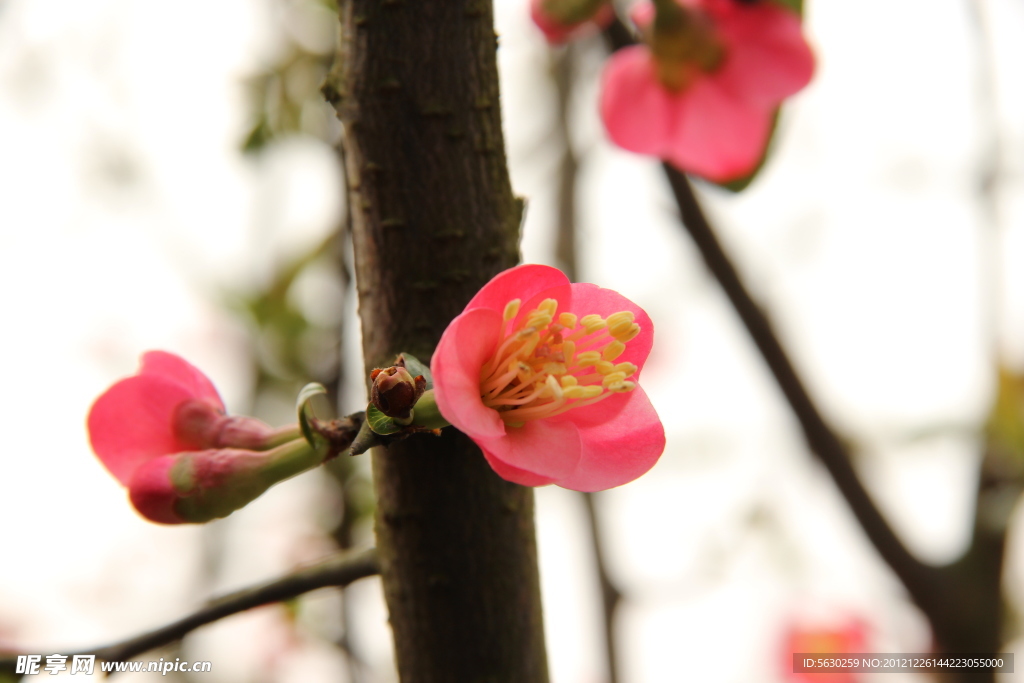 花 海棠花