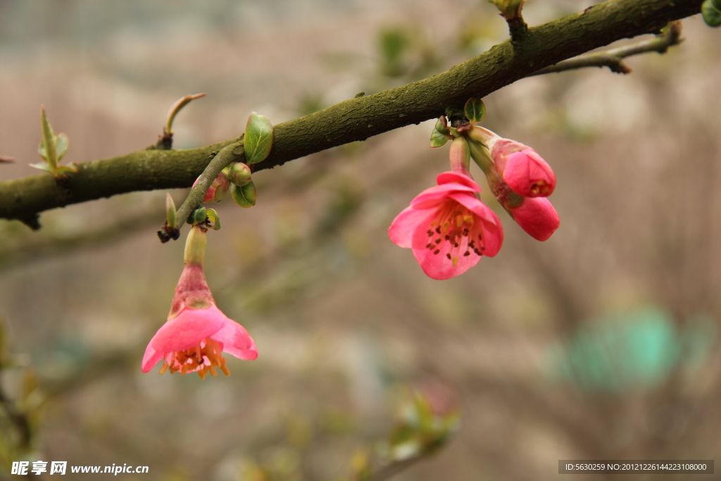 花 海棠花