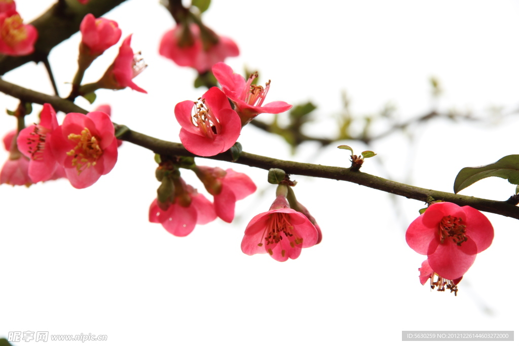 花 海棠花