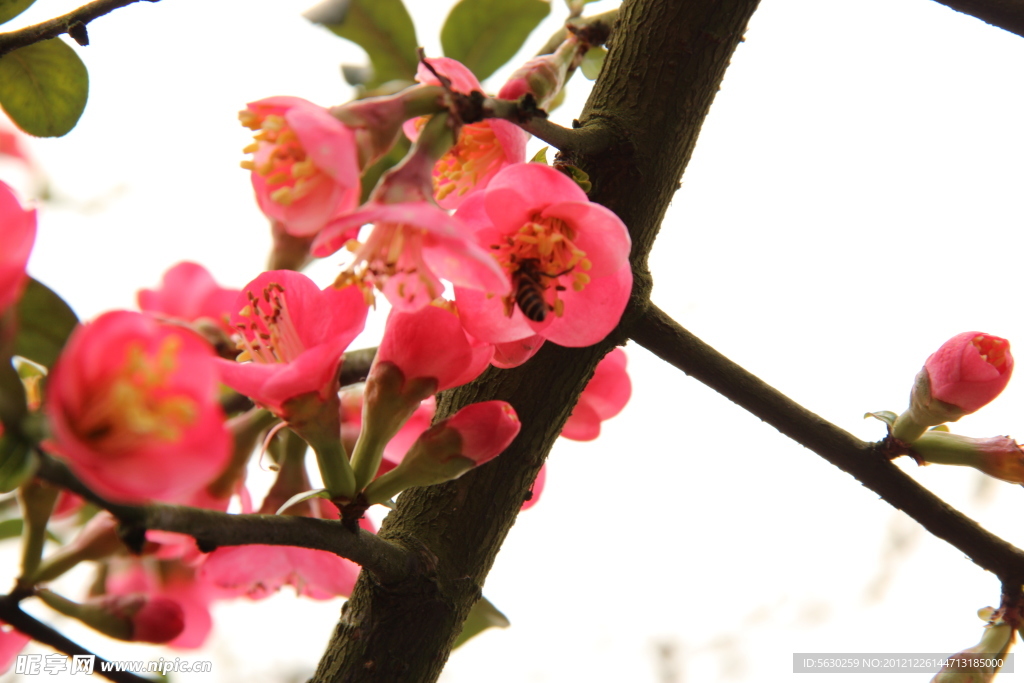 花 海棠花