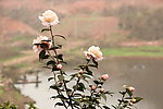 茶花