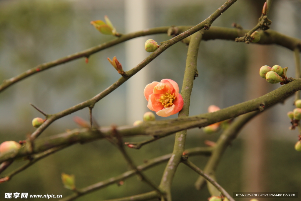 花 海棠花