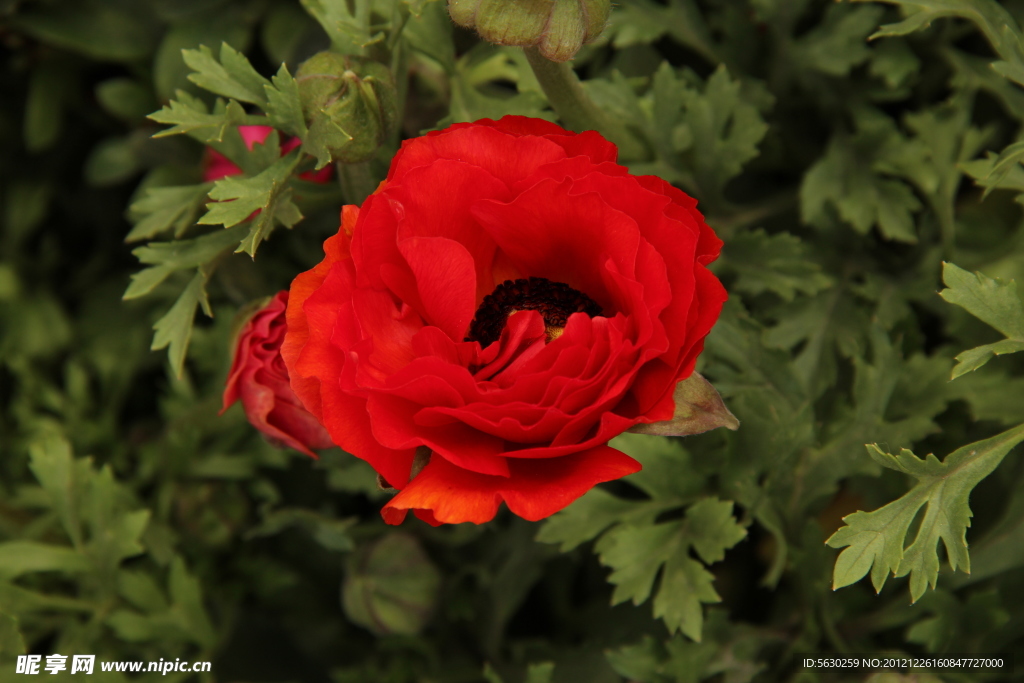 芹菜牡丹