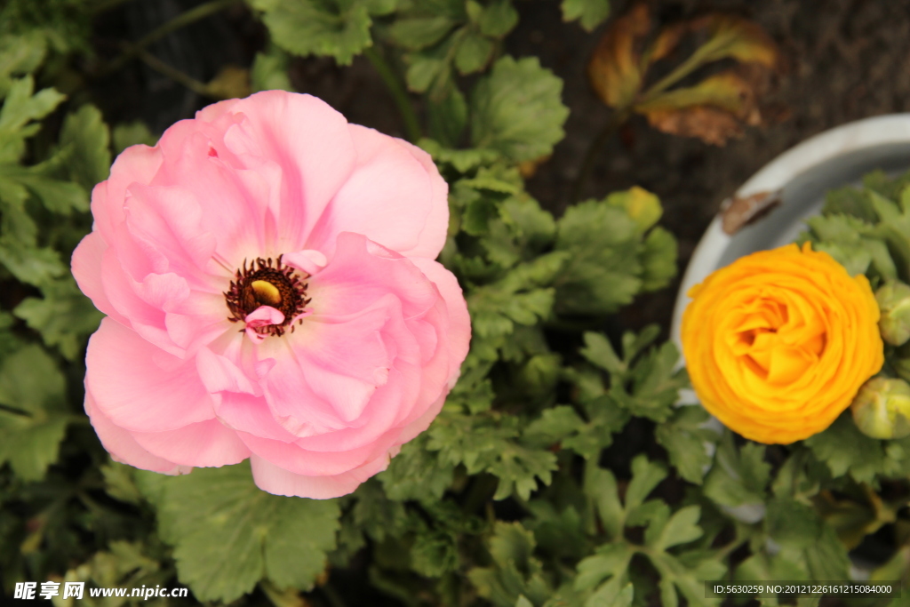 芹菜牡丹