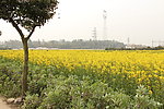 油菜花