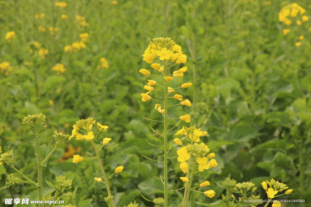 油菜花