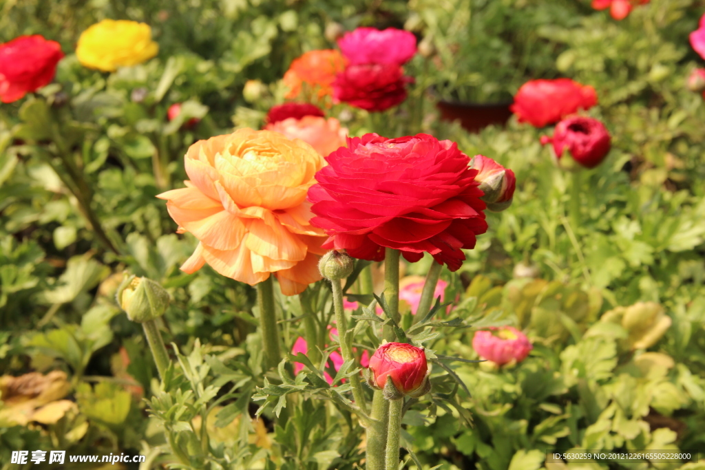 牡丹 芹菜牡丹
