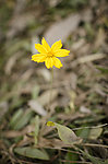 波斯菊