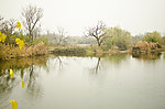 湿地风景