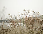 风中芦苇