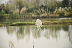 湿地的芦苇