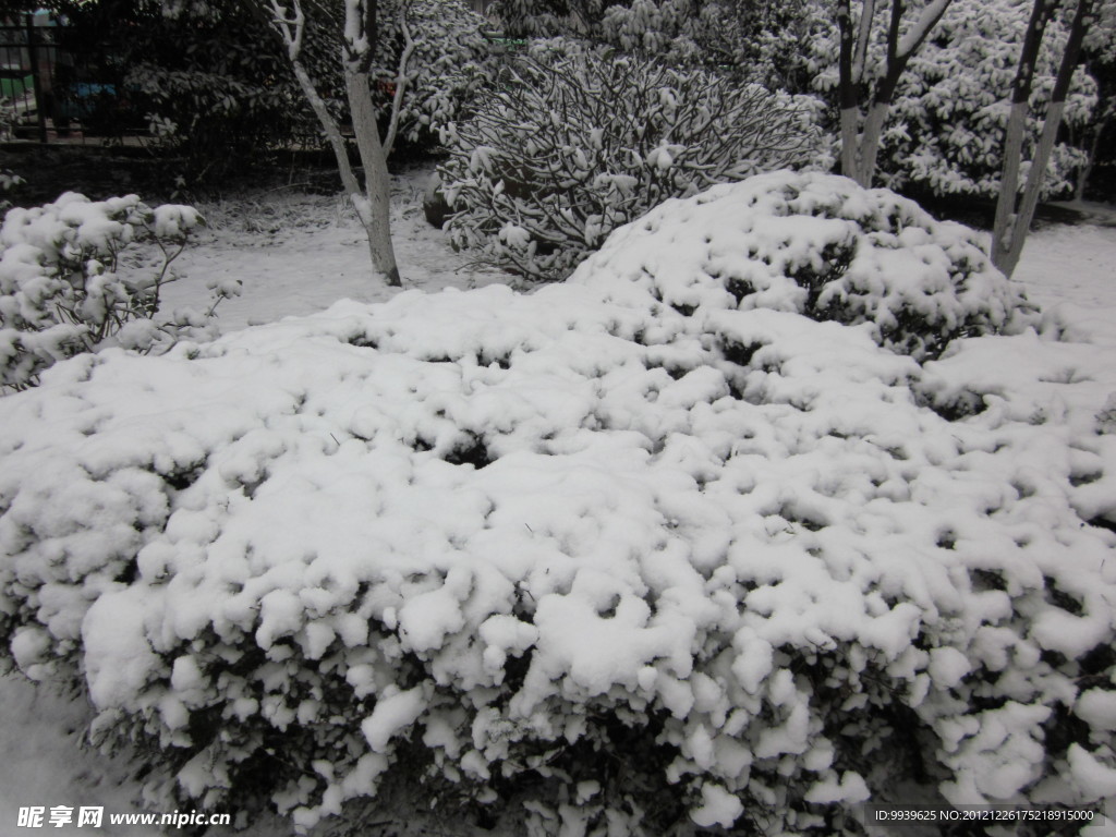 雪树