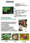 儿童学习两栖动物