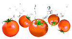 动感番茄 西红柿