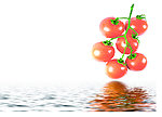 水中番茄 西红柿