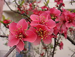 红梅花
