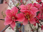 红梅花