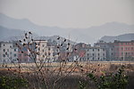 小鸟