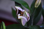 百合