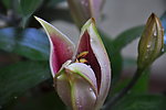 百合
