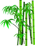 竹子 失量