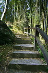 竹林階梯