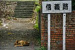 小狗