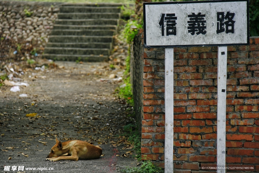 小狗