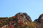 山上的枫树林