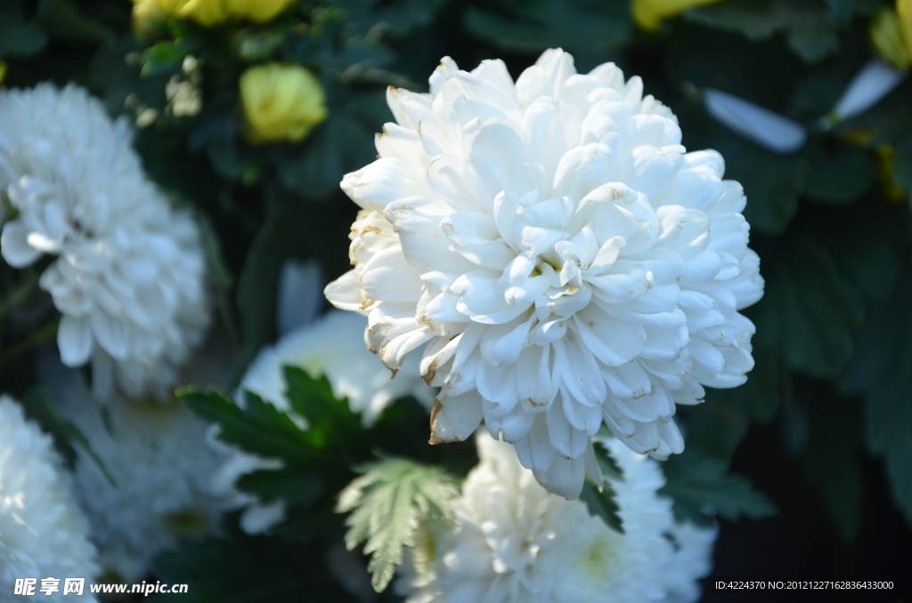 菊花