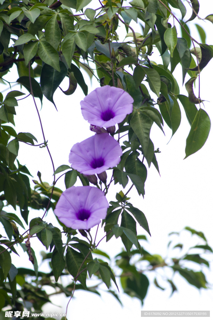 牵牛花