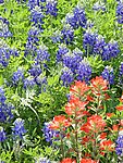醉蝶花