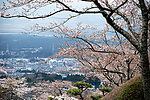 日本樱花