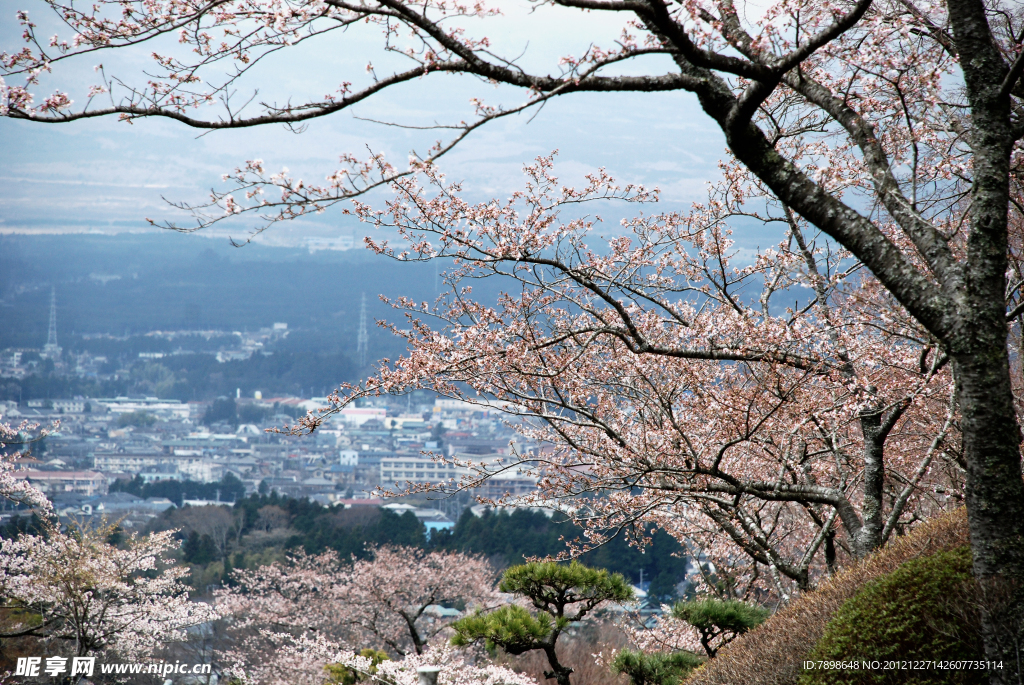日本樱花