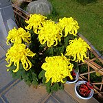 黄菊花