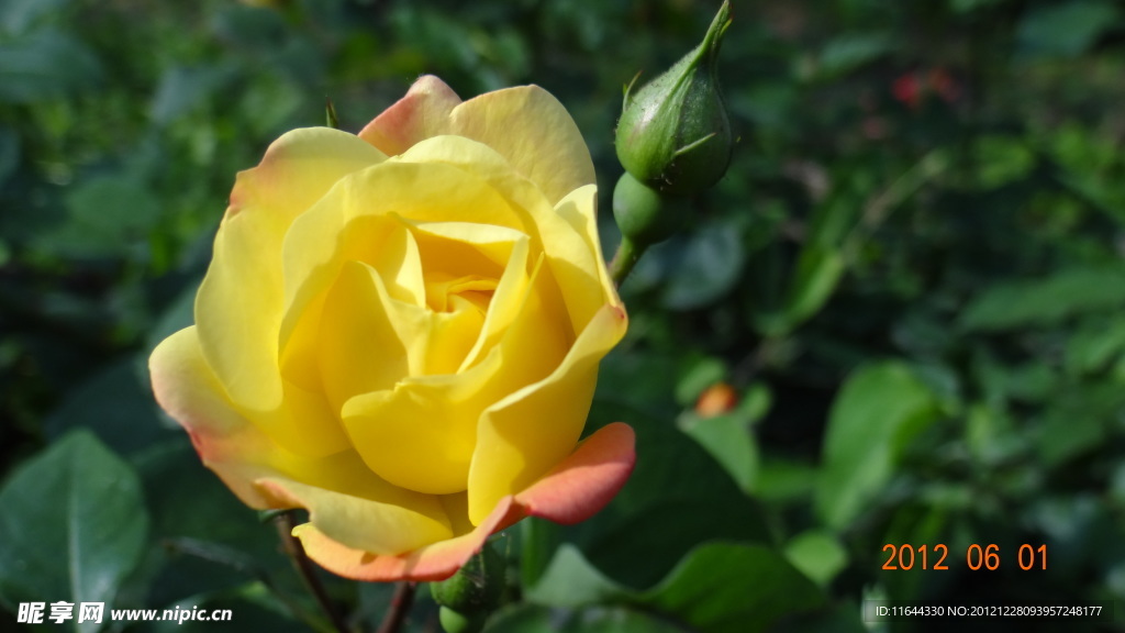 月季花