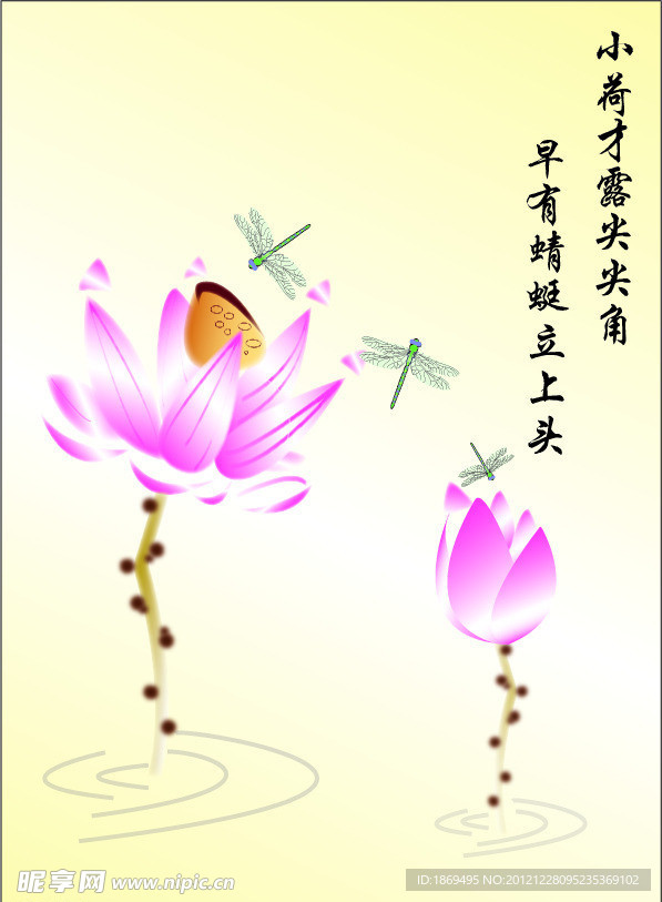 荷花