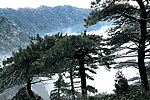 武功山雪松