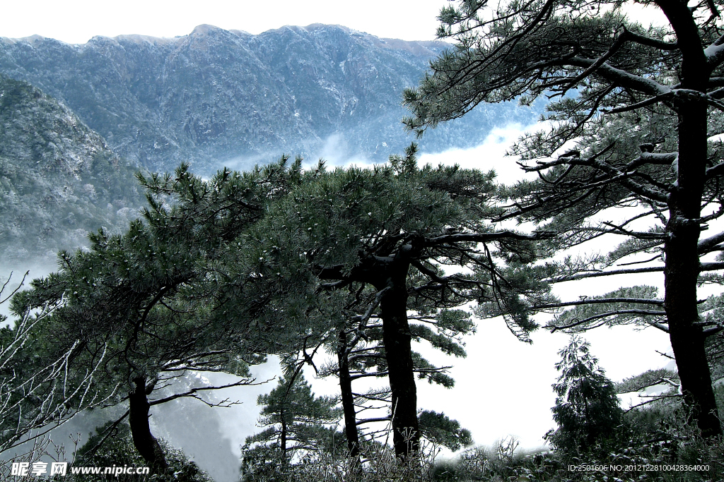 武功山雪松