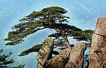 武功山迎宾松