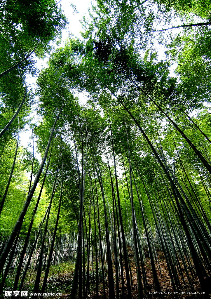 翠竹林