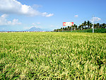 杂交水稻良种基地