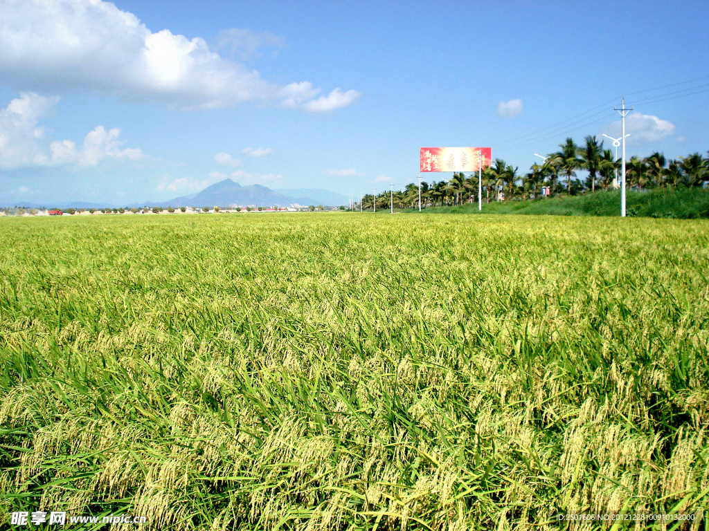 杂交水稻良种基地