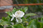 栀子花
