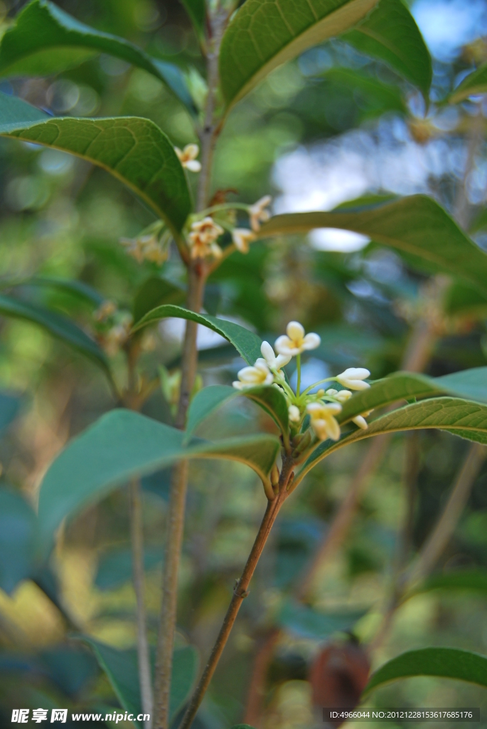 桂花