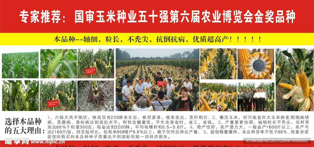 玉米大海报